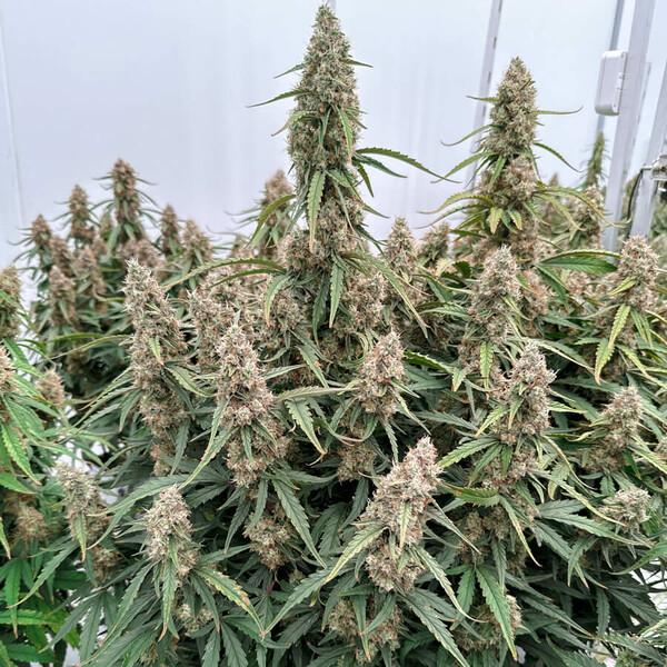Samen 3x Medusa F1 Automatik Royalqueenseeds